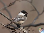 Black-capped_Chickadee