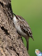 Brown_Creeper