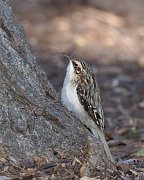 IMG_6843-web * Brown Creeper; Lincoln Park North Pond. * Brown Creeper; Lincoln Park North Pond.