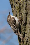 IMG_8116-web * Brown Creeper * Brown Creeper