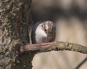 IMG_8477-alt-web * Brown Creeper; Plum Creek. * Brown Creeper; Plum Creek.