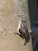 IMG_8556-web * Brown Creeper; Plum Creek. * Brown Creeper; Plum Creek.