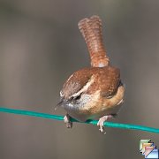 Carolina_Wren
