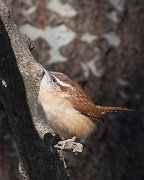 IMG_3818-web * Carolina Wren; Spring Valley Nature Center, Schaumburg, IL. * Carolina Wren; Spring Valley Nature Center, Schaumburg, IL.