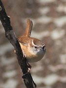 IMG_3830-web * Carolina Wren; Spring Valley Nature Center, Schaumburg, IL. * Carolina Wren; Spring Valley Nature Center, Schaumburg, IL.
