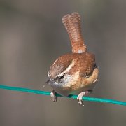 IMG_3846-web * Carolina Wren; Spring Valley Nature Center, Schaumburg, IL. * Carolina Wren; Spring Valley Nature Center, Schaumburg, IL.