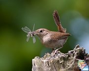 House_Wren