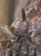 IMG_0652_alt-web * House Wren; Plum Creek. * House Wren; Plum Creek.