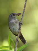 IMG_7187-c1-web * House Wren; Plum Creek. * House Wren; Plum Creek.