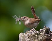 IMG_8322-c1-alt-web * House Wren; Plum Creek. * House Wren; Plum Creek.