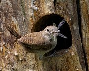 IMG_8335-sp-web * House Wren; Plum Creek. * House Wren; Plum Creek.