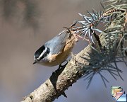 Red-breasted_Nuthatch