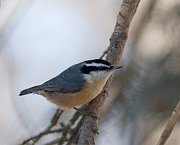 IMG_3711-web * Red-breasted Nuthatch; Plum Creek. * Red-breasted Nuthatch; Plum Creek.