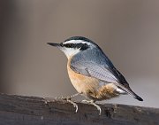 IMG_3867-web * Red-breasted Nuthatch; Plum Creek. * Red-breasted Nuthatch; Plum Creek.