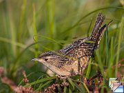Sedge_Wren