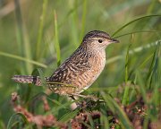 IMG_4703_alt-web * Sedge Wren; Montrose Point Sanctuary. * Sedge Wren; Montrose Point Sanctuary.