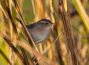 IMG_4788-c1-web * Sedge Wren; Montrose Point Sanctuary. * Sedge Wren; Montrose Point Sanctuary.