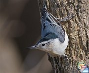 White-breasted_Nuthatch