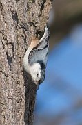 IMG_3394-web * White-breasted Nuthatch; Morton Arboretum, Lisle. * White-breasted Nuthatch; Morton Arboretum, Lisle.
