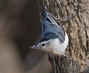 IMG_7268_alt-web * White-breasted Nuthatch; Little Red Schoolhouse, Palos Forest Preserve. * White-breasted Nuthatch; Little Red Schoolhouse, Palos Forest Preserve.