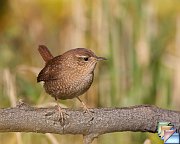 Winter_Wren