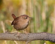 IMG_6769-c1-web * Winter Wren; Lincoln Park North Pond. * Winter Wren; Lincoln Park North Pond.