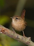 IMG_7034_alt3-web * Winter Wren; Lincoln Park North Pond. * Winter Wren; Lincoln Park North Pond.