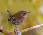 IMG_7036_alt-web * Winter Wren; Lincoln Park North Pond. * Winter Wren; Lincoln Park North Pond.