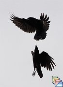 corvids
