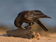 IMG_3309-web * American Crow * American Crow