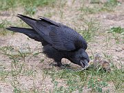 IMG_3565-web * American Crow; Lincoln Park. * American Crow; Lincoln Park.