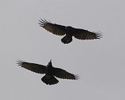 IMG_5327_alt-web * American Crow; Montrose. * American Crow; Montrose.