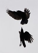 IMG_5330-c1-web * American Crow; Montrose. * American Crow; Montrose.