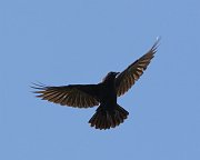 IMG_5340-web * American Crow; Montrose. * American Crow; Montrose.