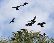 IMG_5351-web * American Crow; Montrose. * American Crow; Montrose.