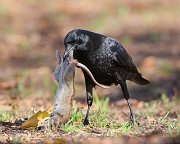 IMG_7531-alt-web * American Crow; Lincoln Park North Pond * American Crow; Lincoln Park North Pond
