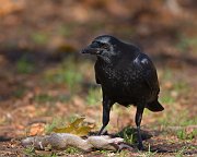 IMG_7544-web * American Crow; Lincoln Park North Pond * American Crow; Lincoln Park North Pond