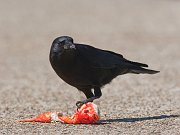 IMG_8171-web * American Crow * American Crow