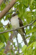 IMG_5224-web * Black-billed Cuckoo; Montrose Point Sanctuary. * Black-billed Cuckoo; Montrose Point Sanctuary.