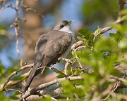 IMG_7275-web * Yellow-billed Cuckoo * Yellow-billed Cuckoo
