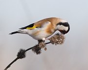 IMG_7793-web * European Goldfinch; Montrose Point. * European Goldfinch; Montrose Point.