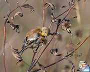 American_Goldfinch