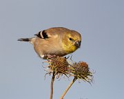 IMG_6398-c1-web * ASCII * ASCII