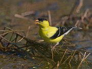 IMG_6430-web * American Goldfinch; Rollins Savanna * American Goldfinch; Rollins Savanna