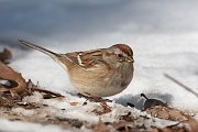 IMG_2163-c1-web * American Tree Sparrow * American Tree Sparrow