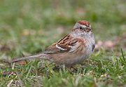 IMG_6456-c1-web * American Tree Sparrow * American Tree Sparrow