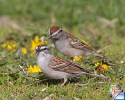 Chipping_Sparrow