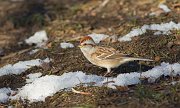 IMG_1531-web * Chipping Sparrow; Lincoln Park South Pond, Chicago. * Chipping Sparrow; Lincoln Park South Pond, Chicago.
