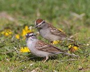 IMG_3189-web * Chipping Sparrow; Lincoln Park North Pond, Chicago.
 * Chipping Sparrow; Lincoln Park North Pond, Chicago.
