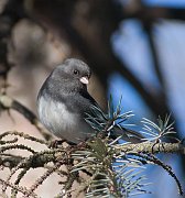 IMG_3780-web * Dark-eyed Junco; Spring Valley Nature Center, Schaumburg * Dark-eyed Junco; Spring Valley Nature Center, Schaumburg